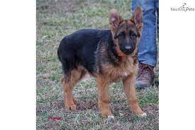 Are german shepherds good family dogs? German Shepherd Golden Retriever Mix Puppies For Sale Wisconsin Pets Lovers