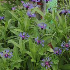 The identification tool is intended to help hobbiests identify wildflowers based on easily observable characteristics. Plant Identification Blue And Purple Flowers
