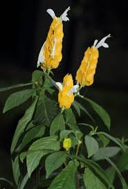 Image result for Pachystachys