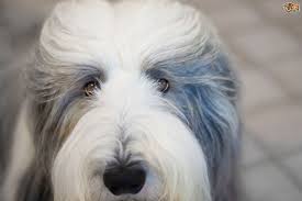 Standard, bronze, silver, gold, and platinum. How To Keep A Bearded Collie S Coat Looking Good Pets4homes