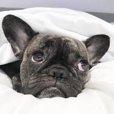 Puppyspot connects dog lovers with responsible breeders online. Happy Frenchies Full Of Love Ig Bullys Instagram Photos And Videos Bulldog Puppies Bulldog French Bulldog Puppies