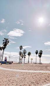 Palm Tree Love Naturbilder Hintergrunde Hintergrundbilder