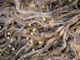 nematodes tomatoes ile ilgili görsel sonucu