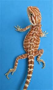 Check spelling or type a new query. Gala Red Bearded Dragons For Sale Online Atomic Lizard Ranch Lizard Red Bearded Dragon Bearded Dragon