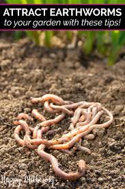 How To Attract Earthworms To Your Garden Worm Farm Gardening For Kids Backyard Farming