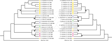 Image result for Dipcadi platyphyllum