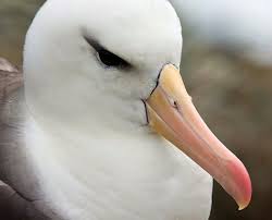 The olfactory cells and the olfactory receptors. 5 Animals With An Extraordinary Sense Of Smell