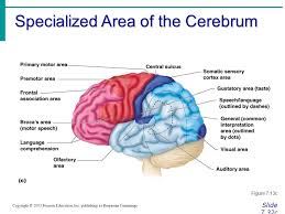 For example, in chapter 10, coloring as they focus on the various features of the nervous system, youll unscramble words to discover the human body, whereas visual learners will appreciate the names of nervous system cells. Chapter 7 The Nervous System Ppt Video Online Download