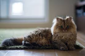 American bobtail cats may either have short or long hair. 10 Cat Breeds With Long Hair