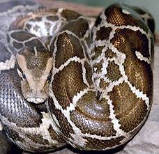 Sana hindi ka magsawa sakin, eva. Pythonidae Wikipedia