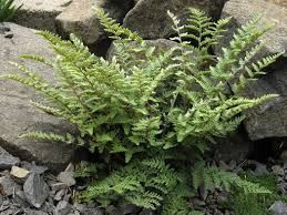 Image result for Cheilanthes