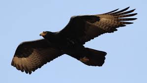 Gauteng Garden Birds Of South Africa Verreaux S Eagle Black Eagle Aquila Verreauxii At Walter Sisulu National Botanical Garden Gauteng South Africa South Africa Food South Africa National Botanical Gardens