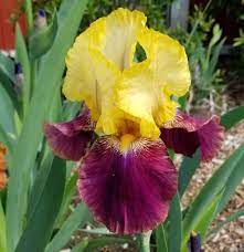Retail, wholesale and habitat restoration. Tall Bearded Iris Iris Blatant In The Irises Database Garden Org