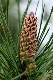 Image result for Pinus
