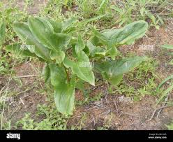 Image result for Stylochaeton