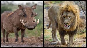 Zambian Footprints - THE LION AND WARTHOG: A FOLKTALE AMONG THE LAMBA PEOPLE A folktale is defined as a mythical story told through oral history from generation to generation by people of