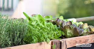 Wir zeigen dir, wie einfach du gemüse selbst am balkon anbauen kannst. 7 Tipps Fur Den Effizienten Balkongartn Gemuse Obst Und Mehr