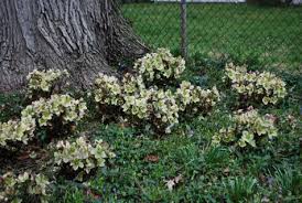 'ivory prince' hellebore, ($20, burpee) 5 of 19 view all. Hellebores Deborah Silver Co