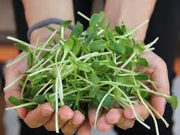 We did not find results for: The Fastest Growing Vegetables And Fruits Every Survivalist Should Know How To Grow Off Grid World