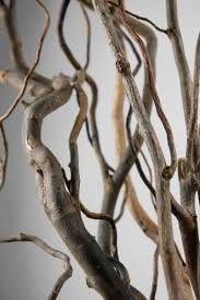 Birch Branches For Sale Near Me Dried Curly Willow Branches 5 Ft