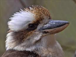 Hints, guides and discussions of the wiki content related to kookaburra should be placed in the discussion topic. Toronto Zoo Animals