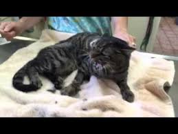 Hip arthroplasty is also called hip replacement surgery. Cat With Pelvic Fracture Surgery Is Not Affordable Youtube