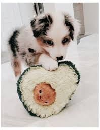 4k ultra hd dog wallpapers. Aesthetic Dog Toys Aestheticdogtoys In 2021 Cute Puppy Wallpaper Cute Dog Wallpaper Really Cute Dogs