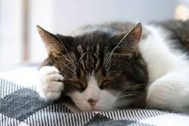 Ada 20 gudang lagu tanda tanda kucing sakit terbaru, klik salah satu untuk download lagu mudah dan cepat. Ciri Ciri Kucing Sakit Mulai Dari Tiba Tiba Galak Hingga Selera Makan Berkurang Semua Halaman Bobo