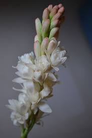 7fbdde848fa9a7926d3faac7e6c07d80 Jpg 427 640 Beste Blumen Weisse Blumen Schone Blumen