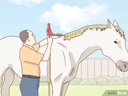 What does big is a hand when measuring a horse? How To Measure The Height Of Horses 11 Steps With Pictures