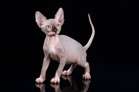 There are 2314 sphinx cat for sale on etsy, and they cost $20.30 on average. Hairless Cats And The Ugly Truth About Breeder Scams Huffpost Canada Life