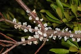 Image result for Myricaceae