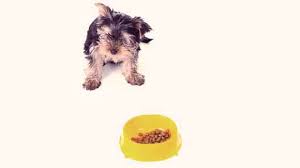 Foods My Yorkie Can Eat Petcarerx