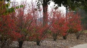 rain garden plants winterberry ilex verticillata home