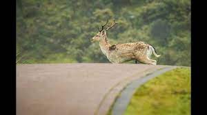 Deer Involved In Fatal Motorcycle Accident Wqad Com