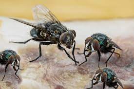 Usually flies as an insect refers to house flies. How To Get Rid Of Flies Indoors