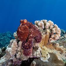 Image result for Faroa affinis