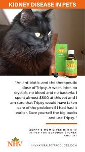 Herbal Remedies And Antibiotics For Uti In Cats Read Zeppy S Tale Antibiotic Cat Kidney Cat Reading