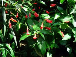 Image result for Ruellia brevifolia