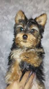 Frequently asked questions about the pet clinic. The Pet Clinic 3326 Main St Chula Vista Ca Veterinarians Mapquest