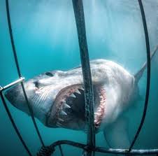 Great White Shark Yuh This Is Something You Want 2 Mess With Idiot Humans Deserve 2 Become Food Great White Shark White Sharks Shark