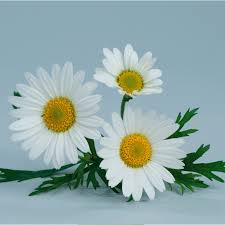 Image result for foto Kopretina