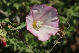 Image result for Barleria macrostegia