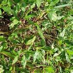 Image result for Zaleya