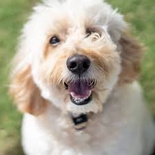 Goldendoodle's Bouncy Jumps While Wearing Funny Costume Are Pure Comedy