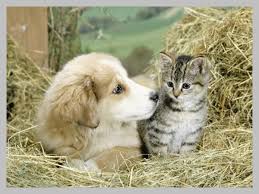 Résultat de recherche d'images pour "gif merci avec chats et chiens"