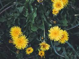 Dandelion root can be cleaned, dried, and roasted and used as a coffee substitute. 13 Potential Health Benefits Of Dandelion