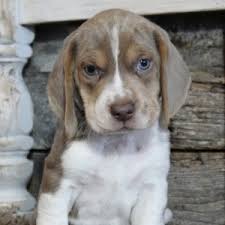 St cloud, mn (stc) upper peninsula, mi (yup). Sky Beagle Puppy 635636 Puppyspot