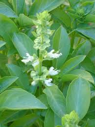 Image result for Ocimum fimbriatum