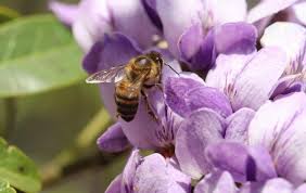 Where to plant mountain laurel. Texas Mountain Laurel Shrub How To Grow And Care Successfully Florgeous